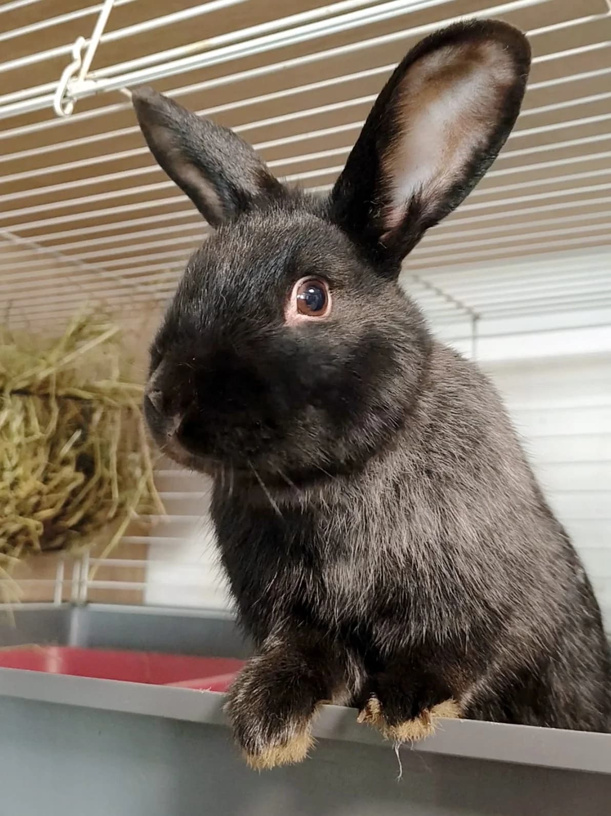 Fikiri, female young mixed breed for adoption at Fundacja Azyl Dla Królików Toruń