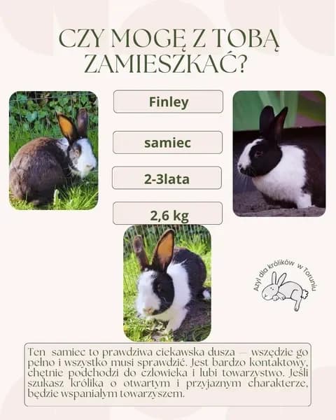 Finley, male 3yo mixed breed for adoption at Fundacja Azyl Dla Królików Toruń