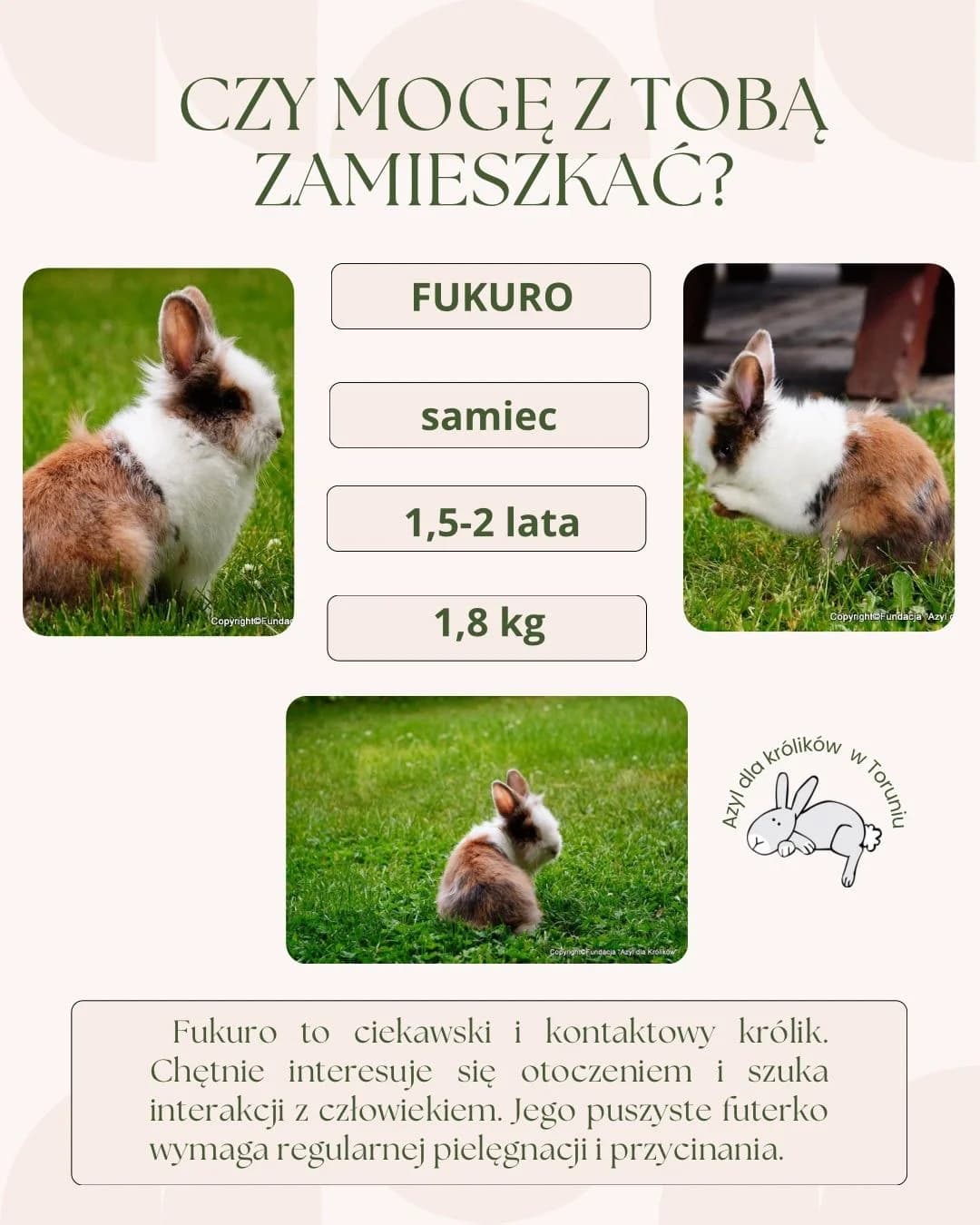 Fukuro, male young mixed breed for adoption at Fundacja Azyl Dla Królików Toruń
