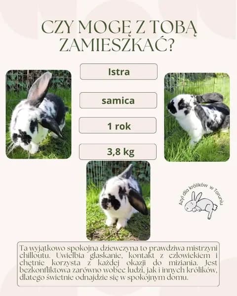 Istra, female young mixed breed for adoption at Fundacja Azyl Dla Królików Toruń