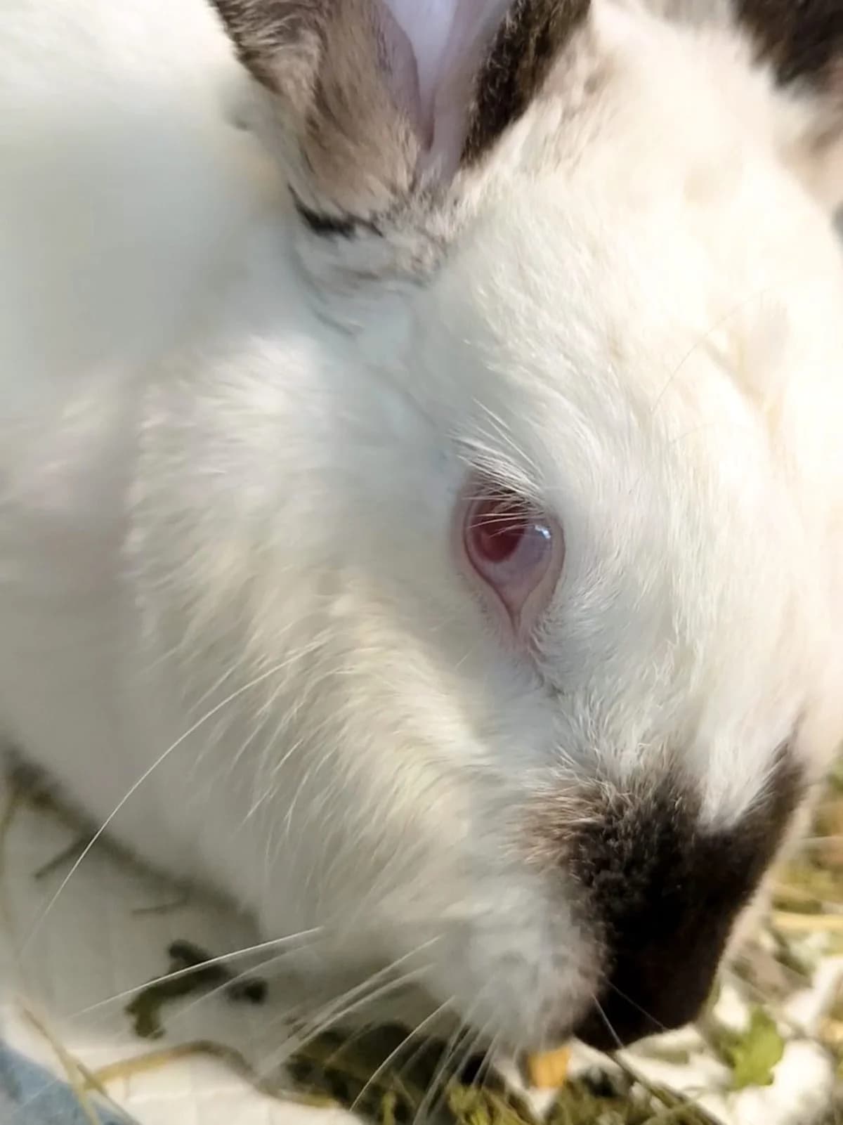 Luana, female young mixed breed for adoption at Fundacja Azyl Dla Królików Toruń
