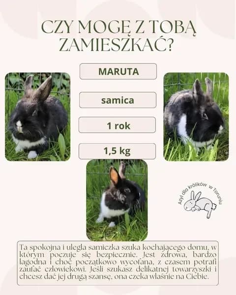 Maruta, female young mixed breed for adoption at Fundacja Azyl Dla Królików Toruń