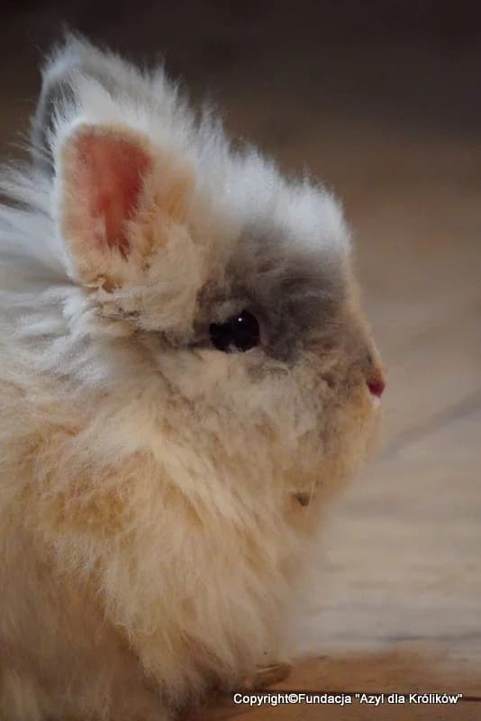 Muffinka, female young mixed breed for adoption at Fundacja Azyl Dla Królików Toruń