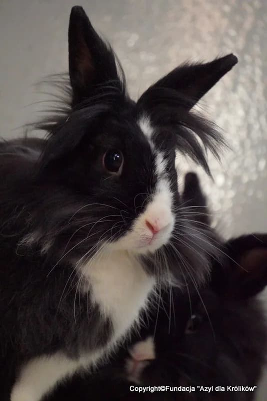 Oasia i Hierro, 4yo mixed breed for adoption at Fundacja Azyl Dla Królików Toruń