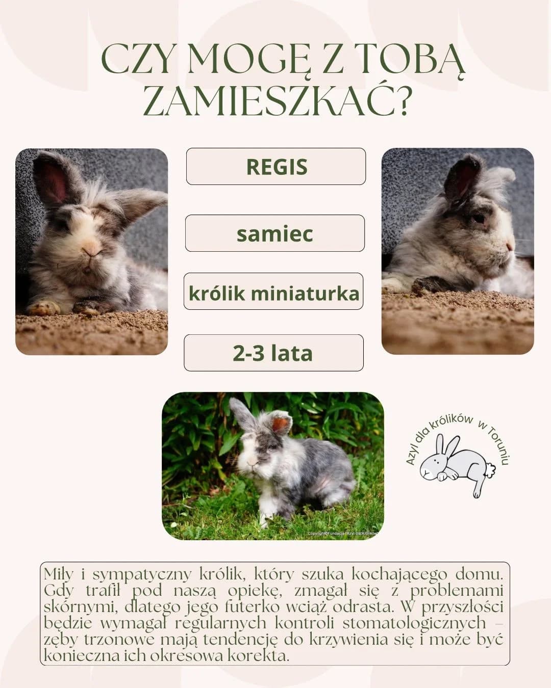 Regis, male 3yo mixed breed for adoption at Fundacja Azyl Dla Królików Toruń