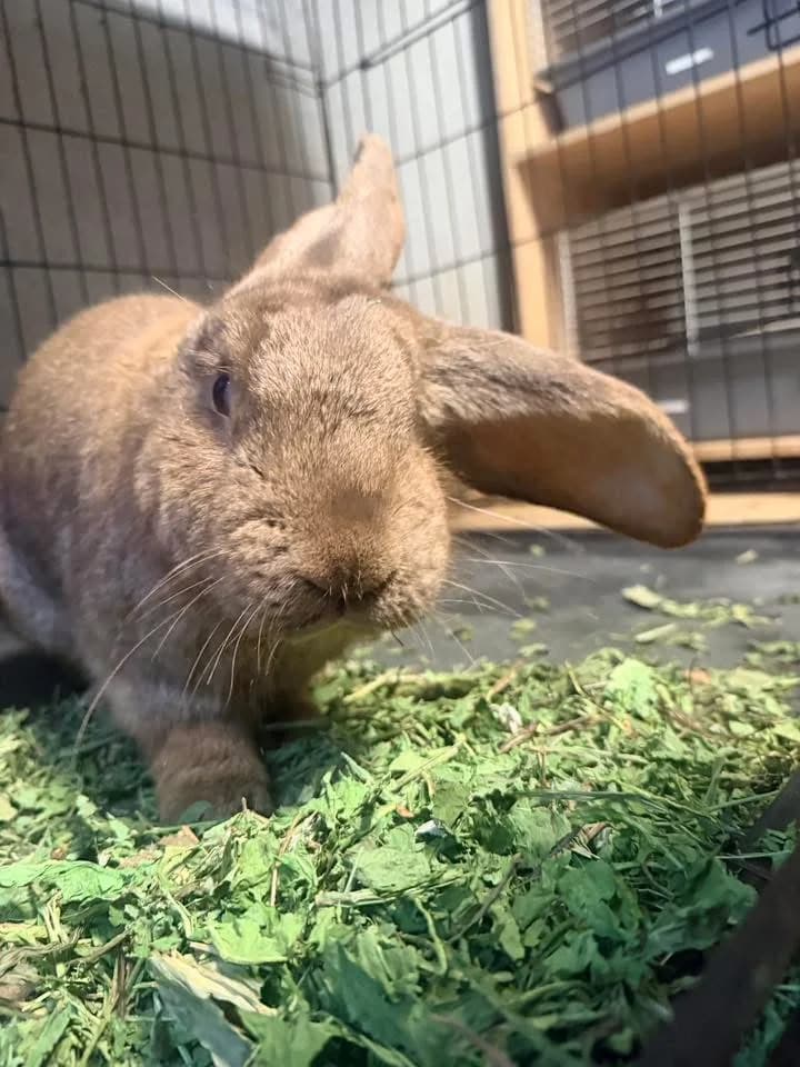 Rogal, male young mixed breed for adoption at Fundacja Azyl Dla Królików Toruń