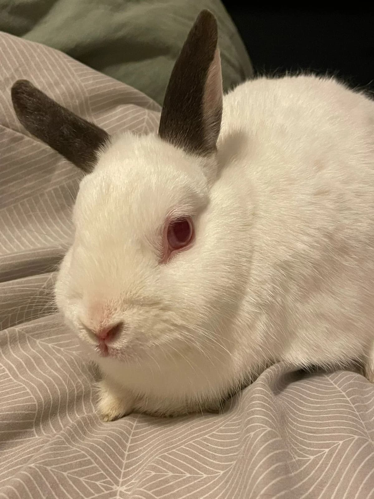 Wanilia i Włóczykij, 7yo mixed breed for adoption at Fundacja Azyl Dla Królików Toruń