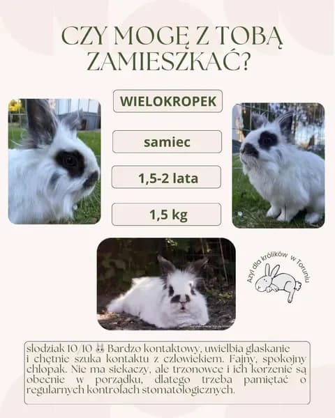 Wielokropek, male young mixed breed for adoption at Fundacja Azyl Dla Królików Toruń