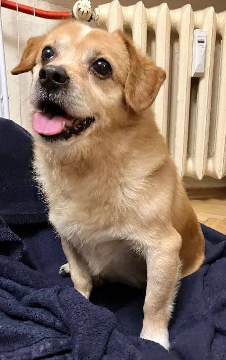 Piesek TOPIK do adopcji, female Mixed Breed for adoption at Canis Warszawa