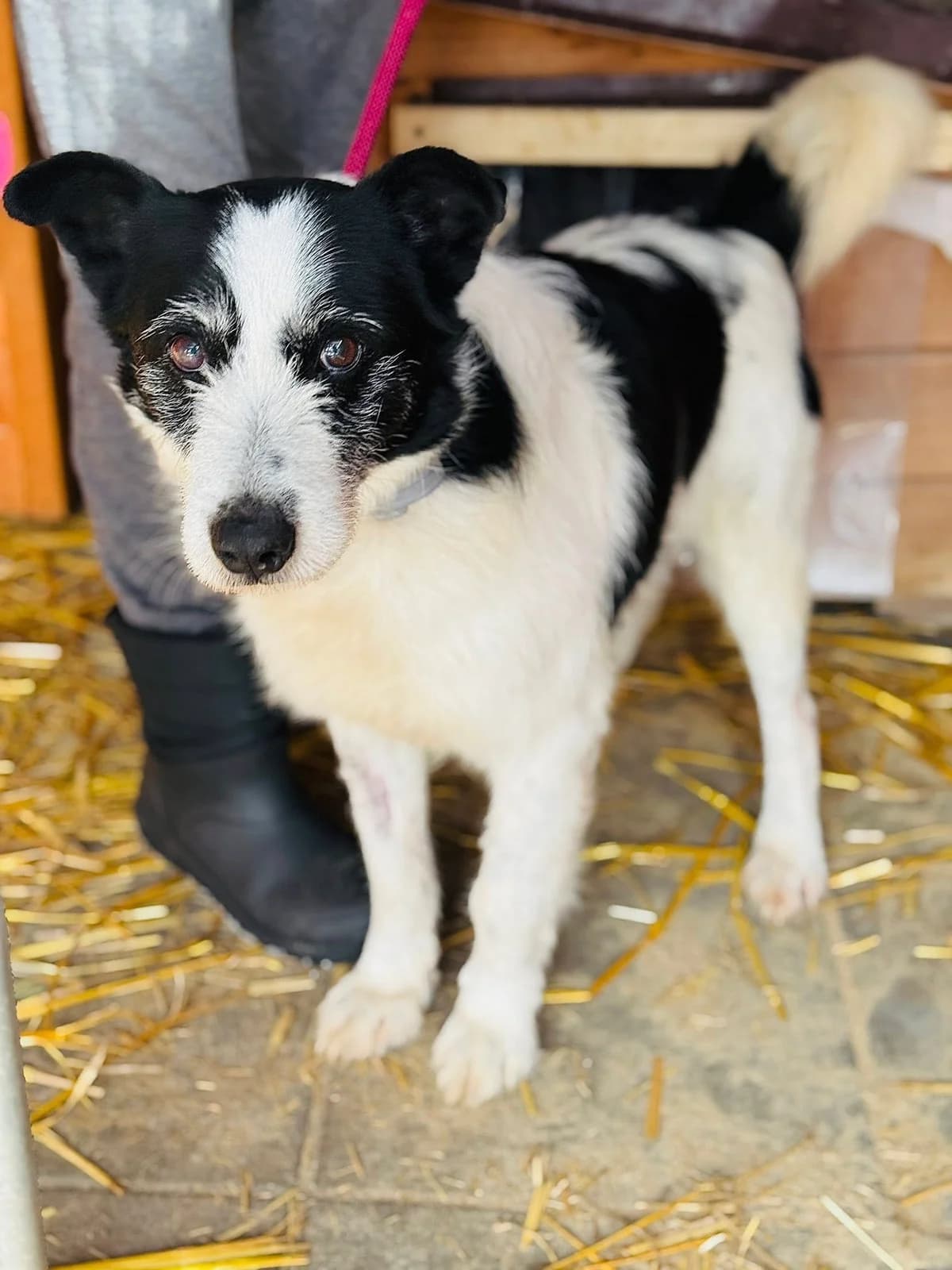 Rozdymka, Bura pręgowana female 7yo Mixed Breed for adoption at Schronisko dla Bezdomnych Zwierząt w Celestynowie, Celestynów