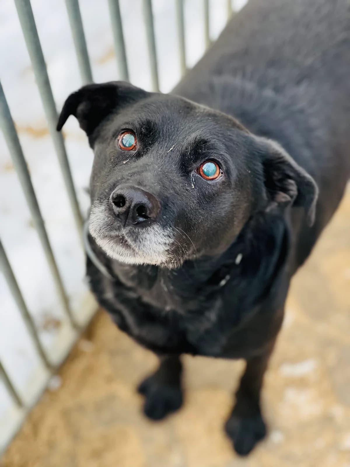 Mia 🆘 PILNE, czarno-biała female senior Mixed Breed for adoption at Schronisko dla Bezdomnych Zwierząt w Celestynowie, Celestynów