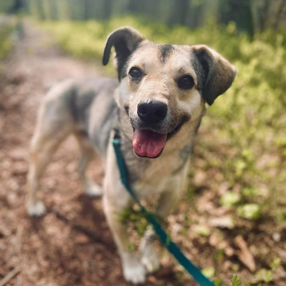 Tiptopcia, biała, puchata female senior Mixed Breed for adoption at Schronisko dla Bezdomnych Zwierząt w Celestynowie, Celestynów