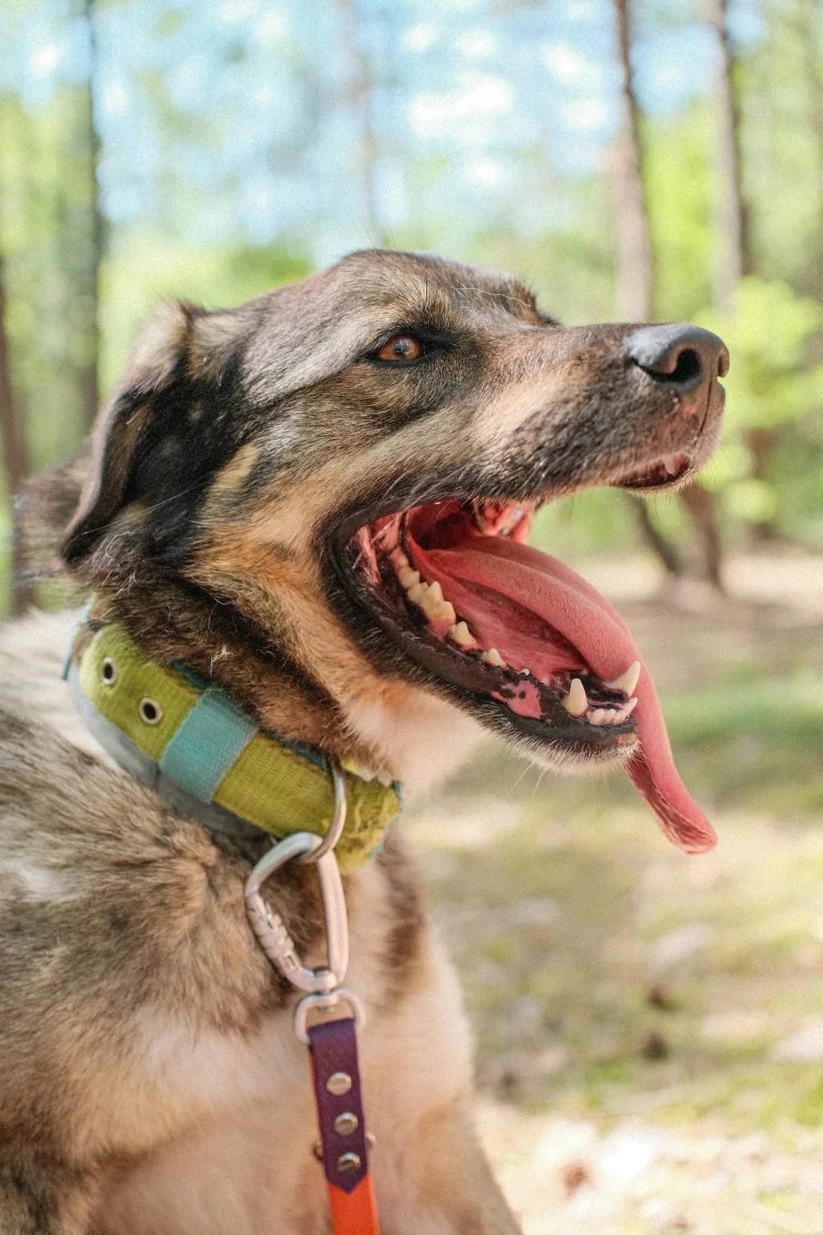 Mors, wilczasty z białym male Mixed Breed for adoption at Schronisko dla Bezdomnych Zwierząt w Celestynowie, Celestynów