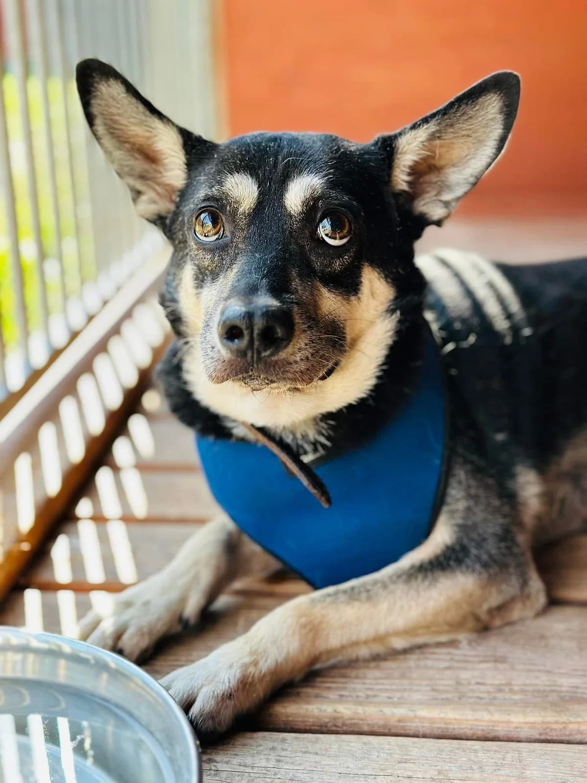 Karat, rudy z białym, czerwono-czarna obroża zapinana na sprzączkę male 5yo Mixed Breed for adoption at Schronisko dla Bezdomnych Zwierząt w Celestynowie, Celestynów