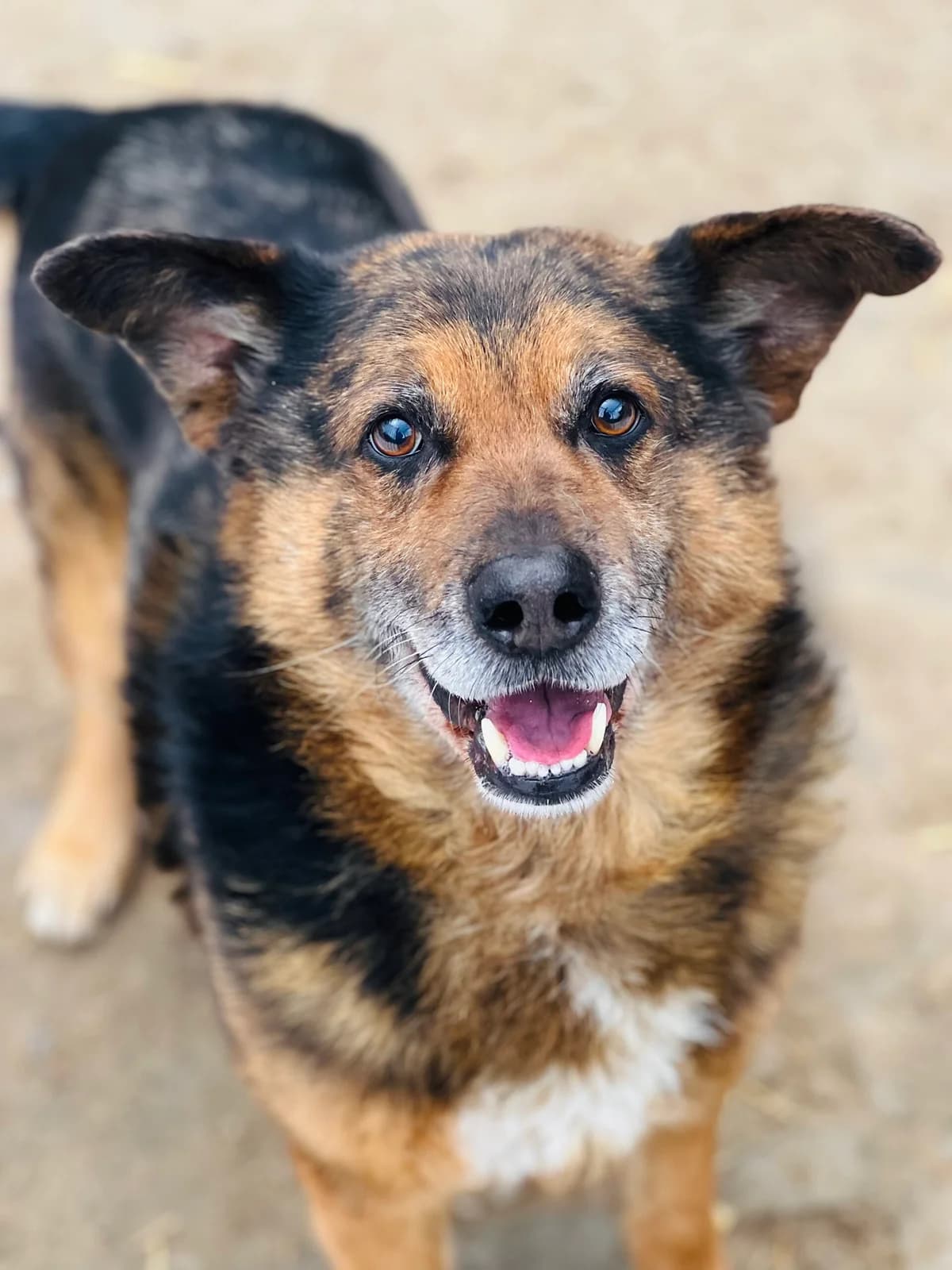 Karat, rudy z białym, czerwono-czarna obroża zapinana na sprzączkę male senior Mixed Breed for adoption at Schronisko dla Bezdomnych Zwierząt w Celestynowie, Celestynów