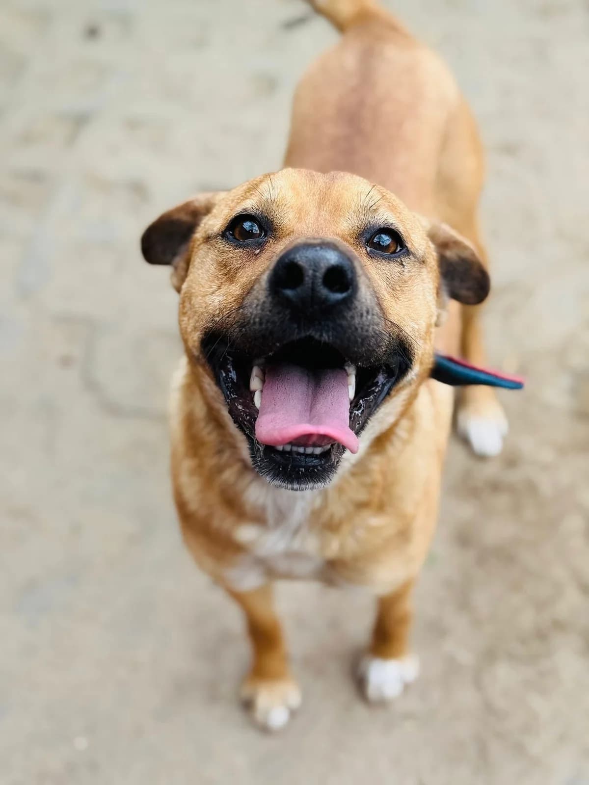 Karat, rudy z białym, czerwono-czarna obroża zapinana na sprzączkę male 4yo Mixed Breed for adoption at Schronisko dla Bezdomnych Zwierząt w Celestynowie, Celestynów