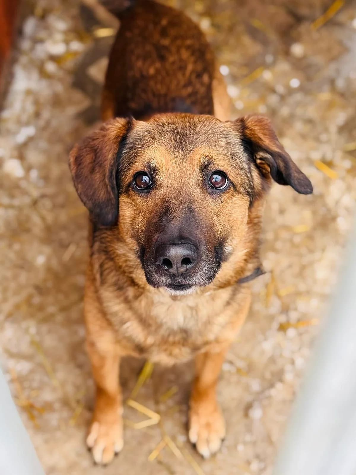 Strupek, czarny podpalany, blizny na pyszczku, wychudzony, mocna kulawizna tylnej łapy male senior Mixed Breed for adoption at Schronisko dla Bezdomnych Zwierząt w Celestynowie, Celestynów