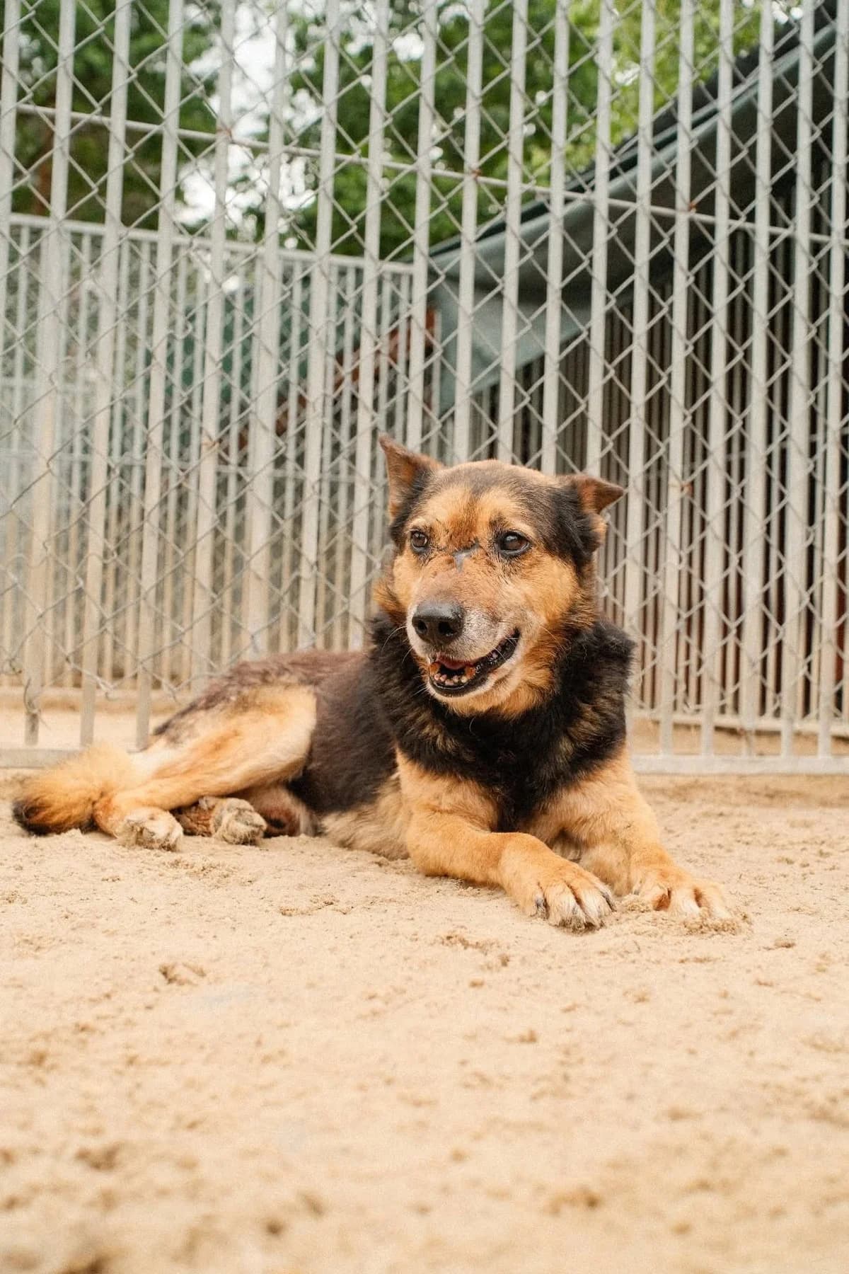 Strupek, czarny podpalany, blizny na pyszczku, wychudzony, mocna kulawizna tylnej łapy male senior Mixed Breed for adoption at Schronisko dla Bezdomnych Zwierząt w Celestynowie, Celestynów