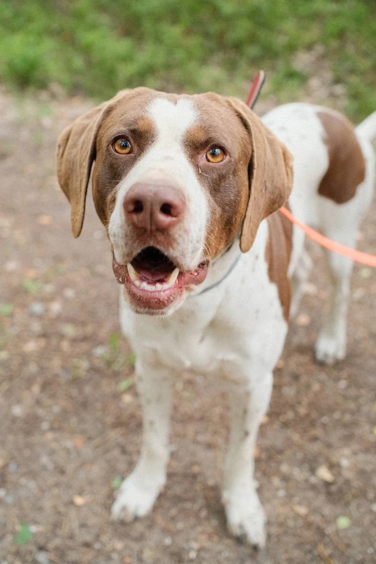 Quebo, male 3yo Mixed Breed for adoption at Schronisko dla Bezdomnych Zwierząt w Celestynowie, Celestynów