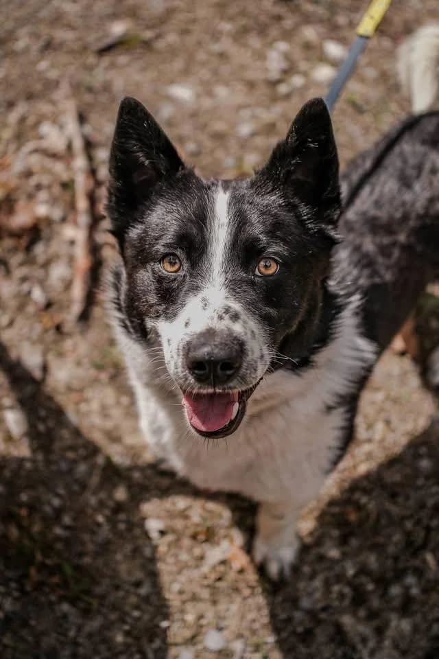 Taco, czarno biały male 3yo Mixed Breed for adoption at Schronisko dla Bezdomnych Zwierząt w Celestynowie, Celestynów