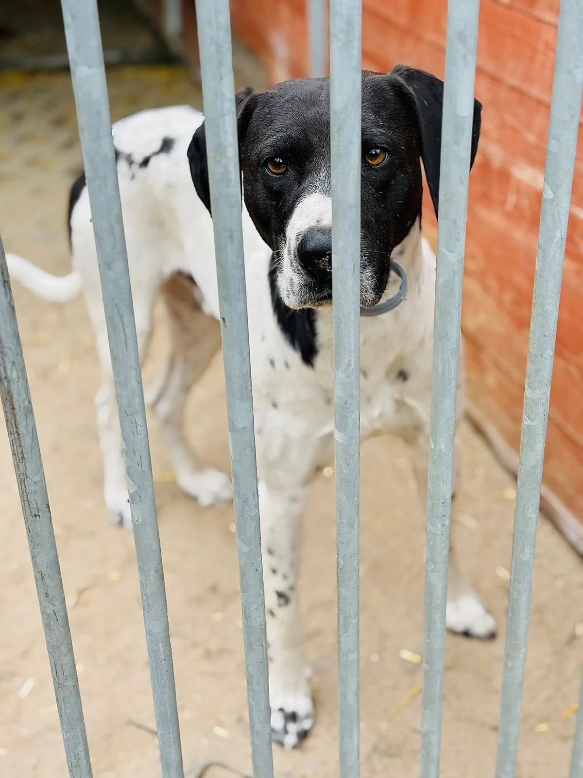 Taco, czarno biały male 3yo Mixed Breed for adoption at Schronisko dla Bezdomnych Zwierząt w Celestynowie, Celestynów