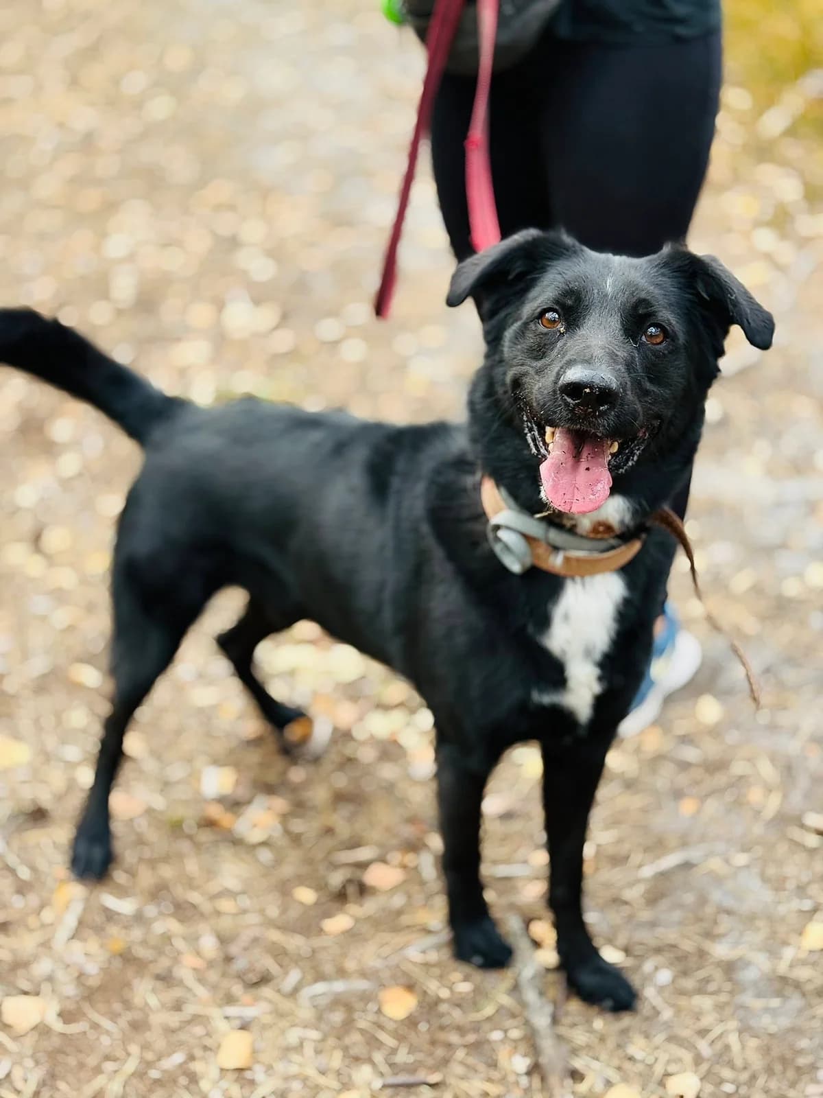Chlebek, beżowy male 5yo Mixed Breed for adoption at Schronisko dla Bezdomnych Zwierząt w Celestynowie, Celestynów