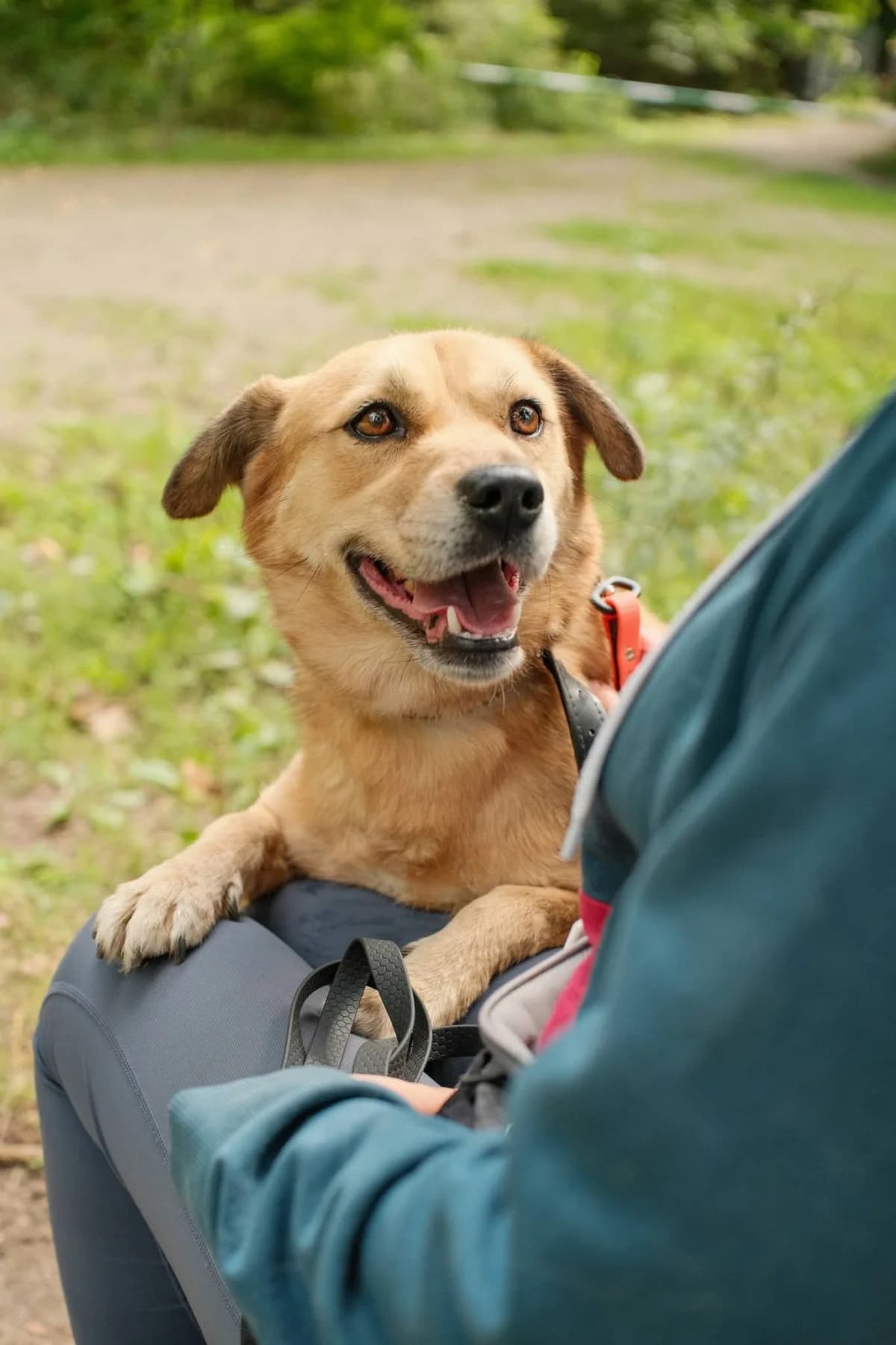 Chlebek, beżowy male 7yo Mixed Breed for adoption at Schronisko dla Bezdomnych Zwierząt w Celestynowie, Celestynów