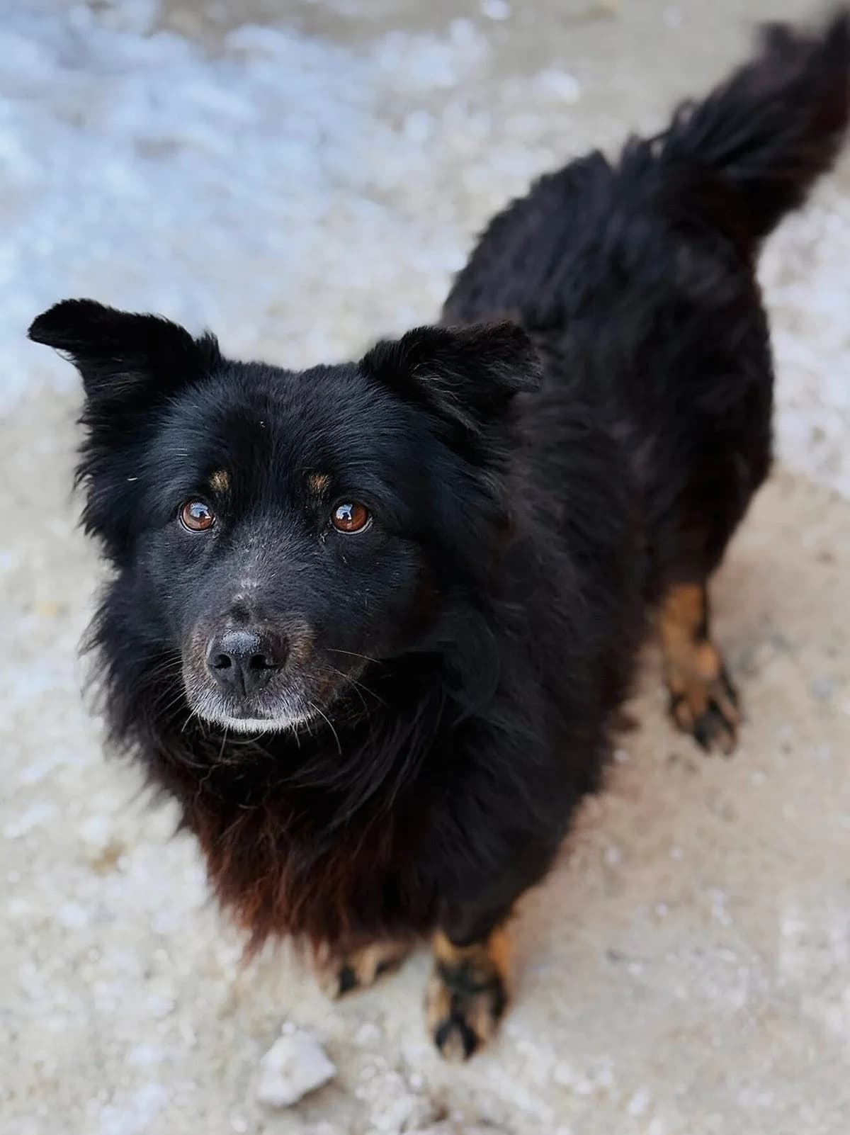 Miecia (FIP), czarno-biała female 7yo Mixed Breed for adoption at Schronisko dla Bezdomnych Zwierząt w Celestynowie, Celestynów