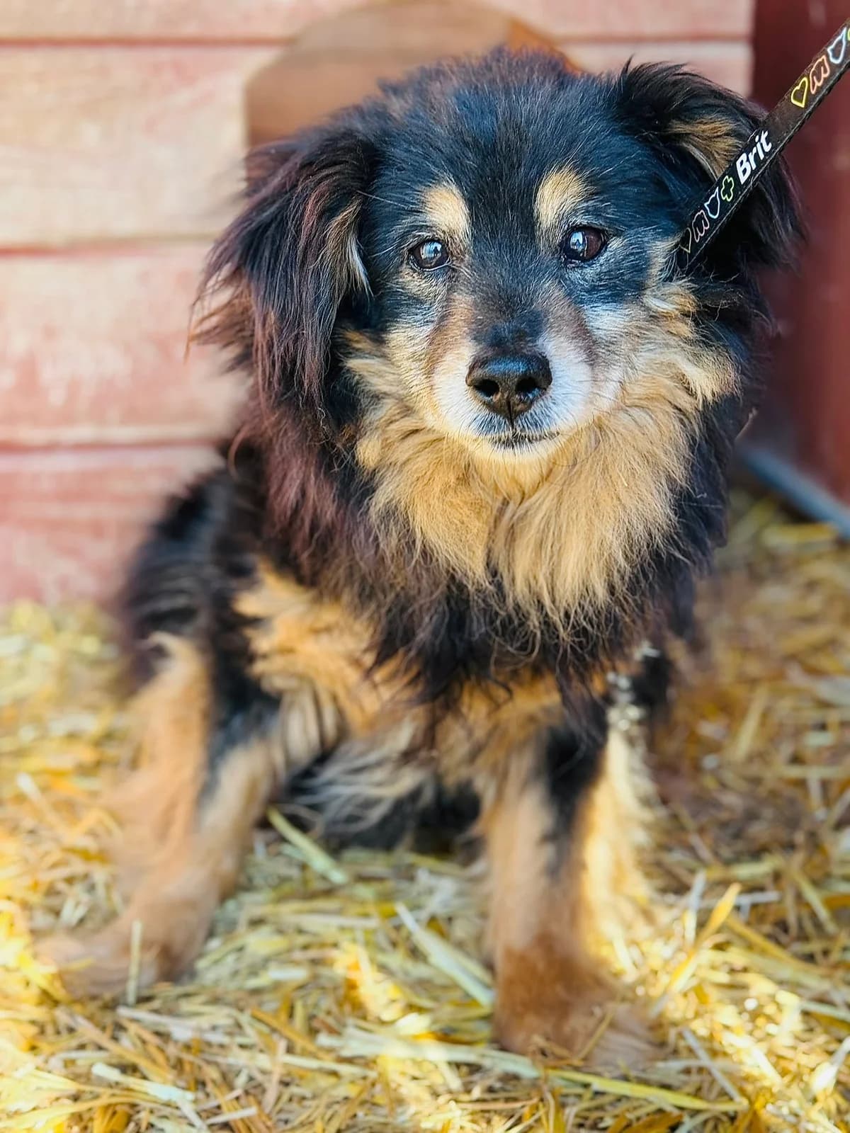 Miecia (FIP), czarno-biała female 4yo Mixed Breed for adoption at Schronisko dla Bezdomnych Zwierząt w Celestynowie, Celestynów