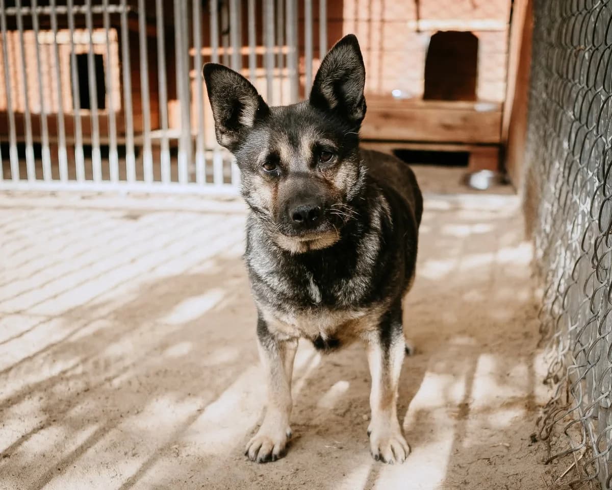 Bambik, czarny podpalany male 5yo Mixed Breed for adoption at Schronisko dla Bezdomnych Zwierząt w Celestynowie, Celestynów
