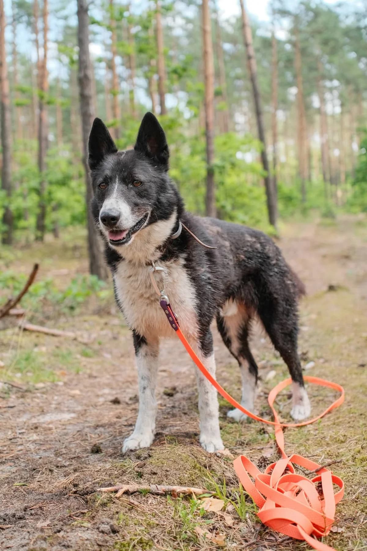 Karol, Czarno biały male senior Mixed Breed for adoption at Schronisko dla Bezdomnych Zwierząt w Celestynowie, Celestynów