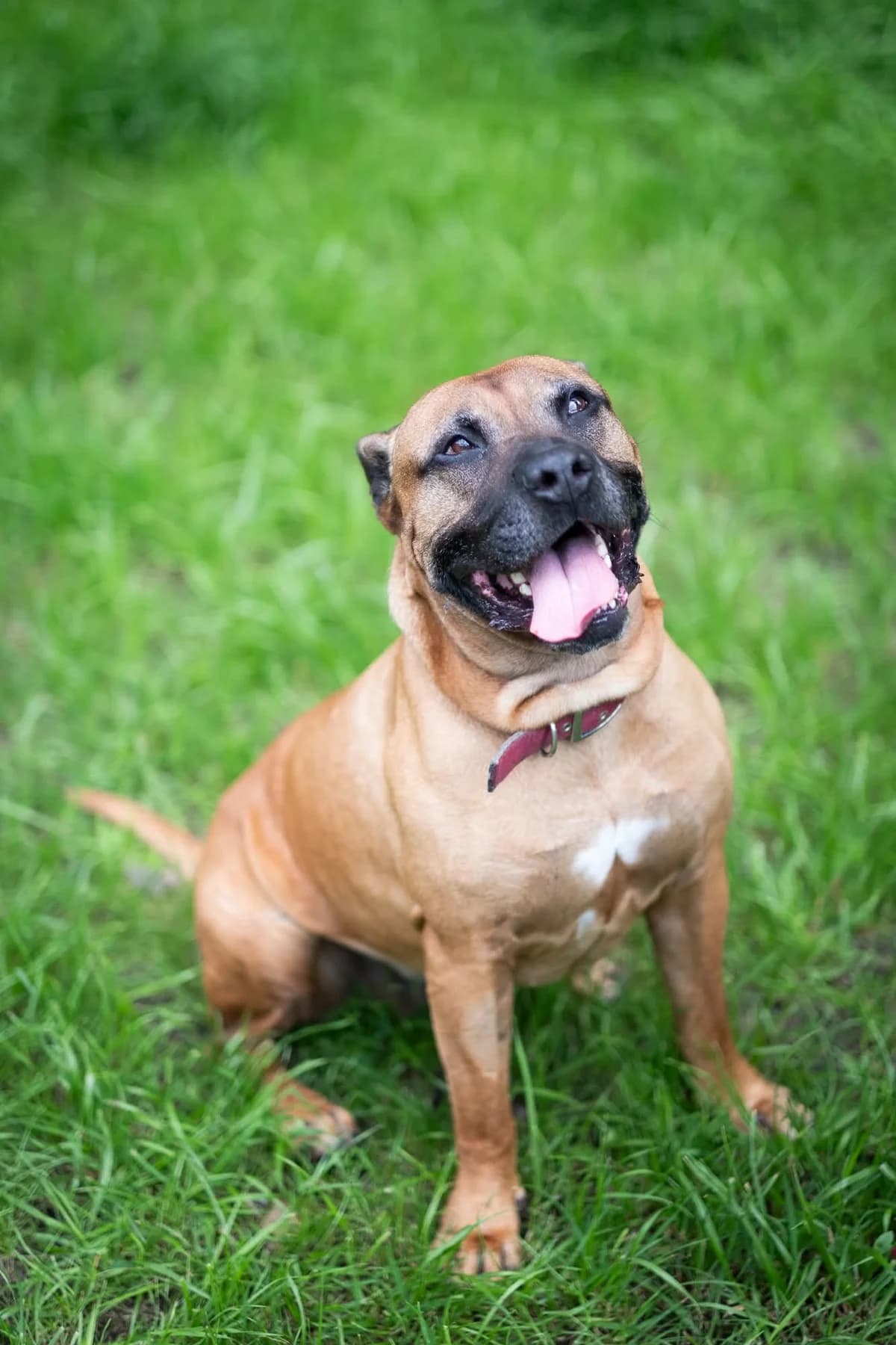 Peszo, male 7yo Mixed Breed for adoption at Schronisko dla Bezdomnych Zwierząt w Celestynowie, Celestynów