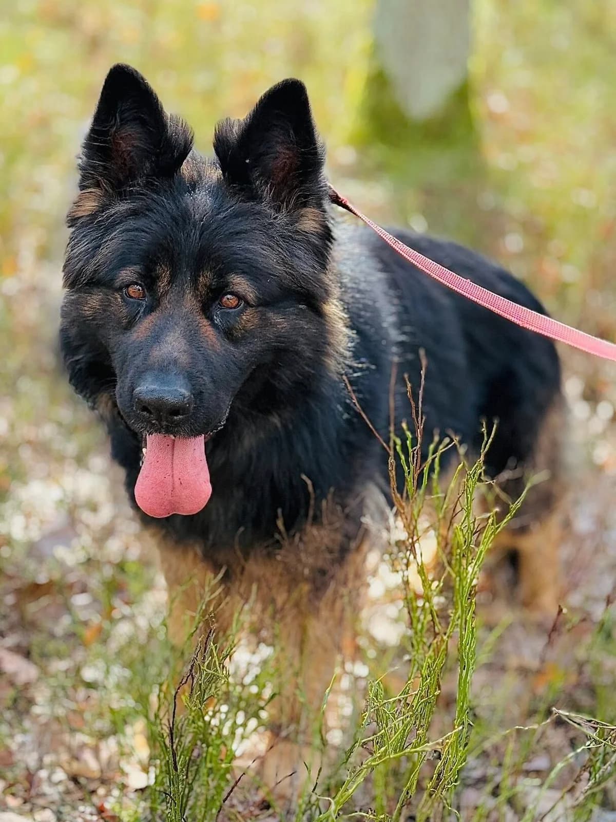 Zygi, czarny, długowłosy male 3yo Mixed Breed for adoption at Schronisko dla Bezdomnych Zwierząt w Celestynowie, Celestynów