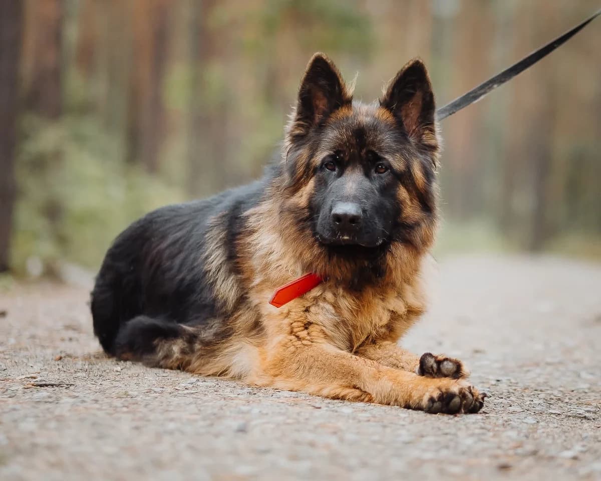 Alf, w typie owczarka niemieckiego, rozszepiona lewa przednia łapka male 3yo Mixed Breed for adoption at Schronisko dla Bezdomnych Zwierząt w Celestynowie, Celestynów