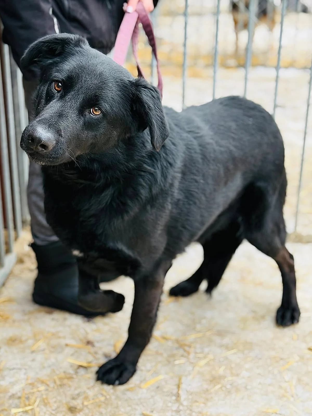 Soto, beżowy szorstkowłosy male 5yo Mixed Breed for adoption at Schronisko dla Bezdomnych Zwierząt w Celestynowie, Celestynów