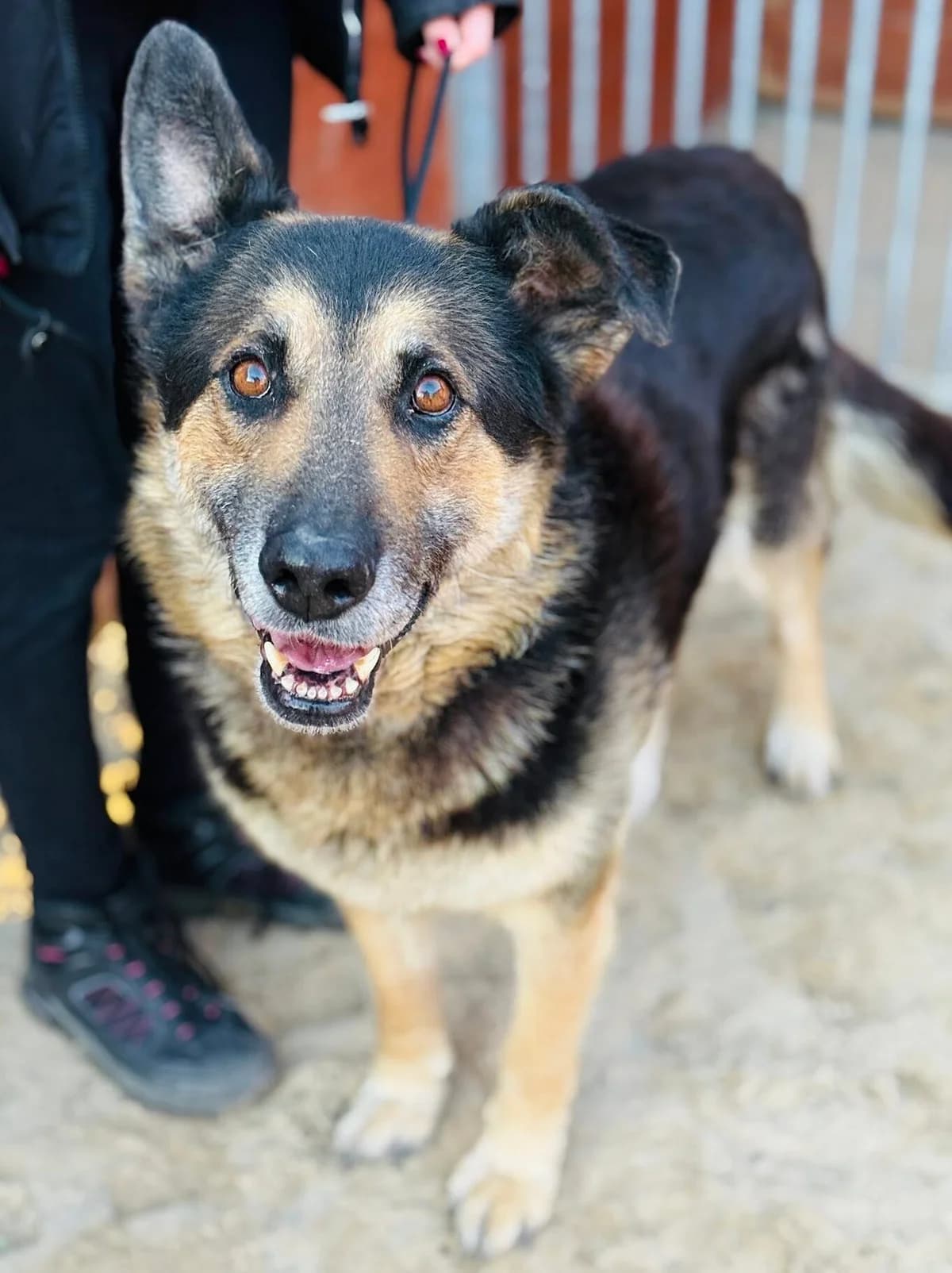 Soto, beżowy szorstkowłosy male 5yo Mixed Breed for adoption at Schronisko dla Bezdomnych Zwierząt w Celestynowie, Celestynów