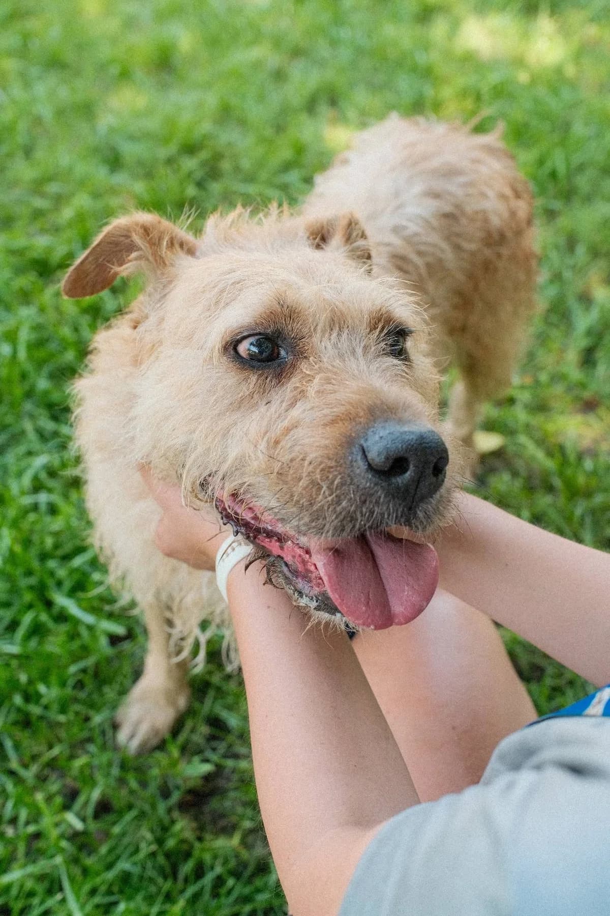 Soto, beżowy szorstkowłosy male 5yo Mixed Breed for adoption at Schronisko dla Bezdomnych Zwierząt w Celestynowie, Celestynów
