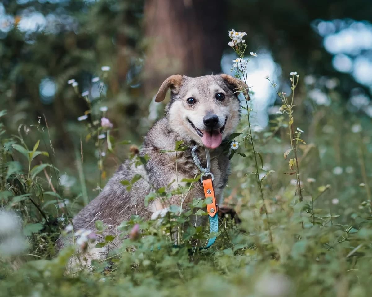 Houk, male senior Mixed Breed for adoption at Schronisko dla Bezdomnych Zwierząt w Celestynowie, Celestynów