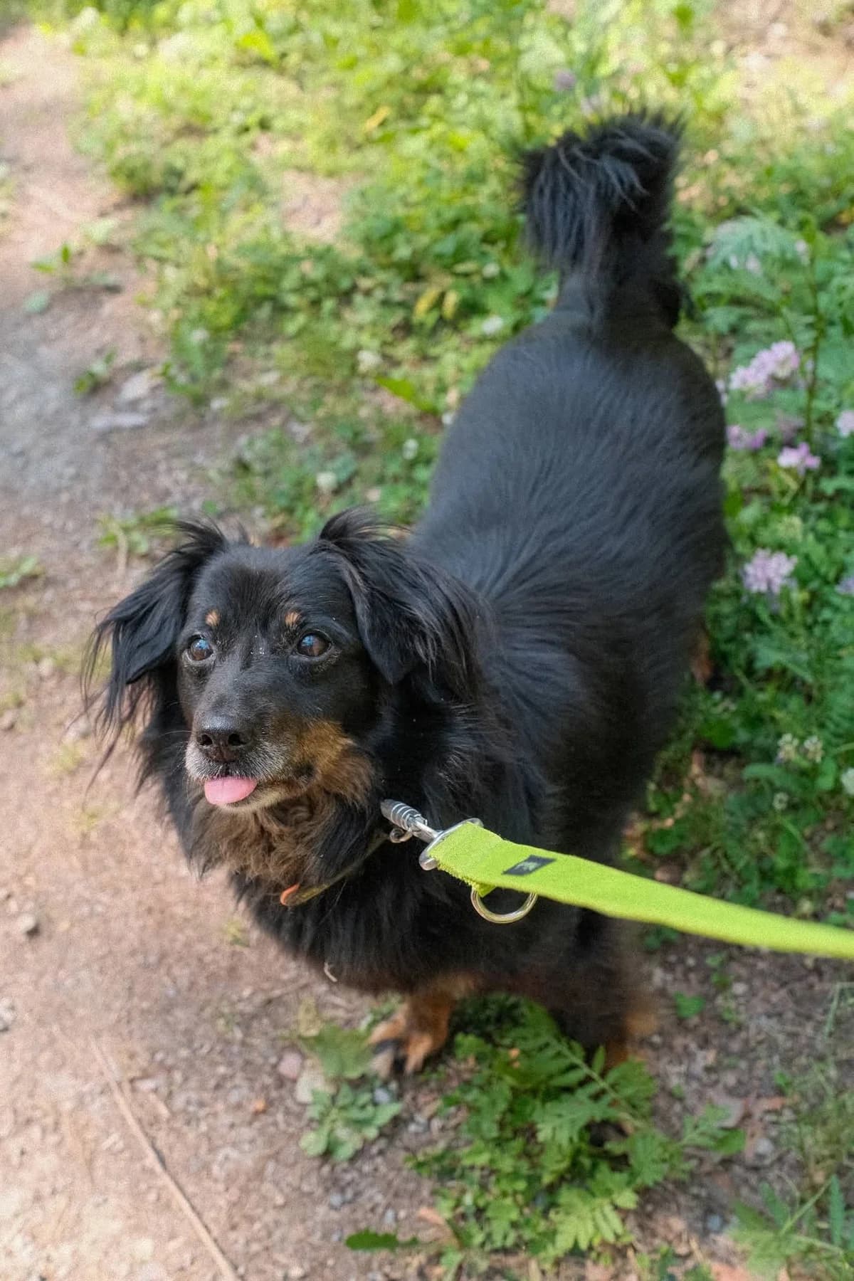 Houk, male senior Mixed Breed for adoption at Schronisko dla Bezdomnych Zwierząt w Celestynowie, Celestynów