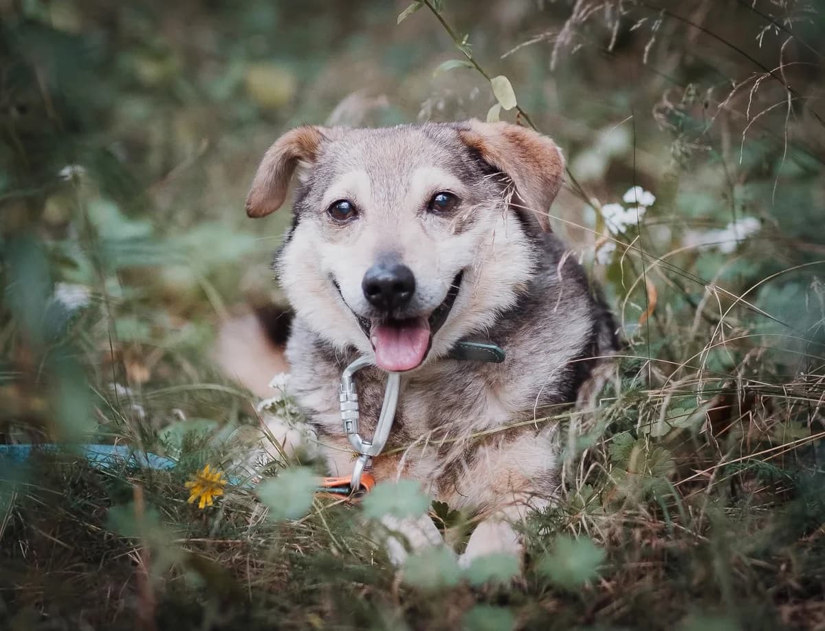Meszek, male senior Mixed Breed for adoption at Schronisko dla Bezdomnych Zwierząt w Celestynowie, Celestynów