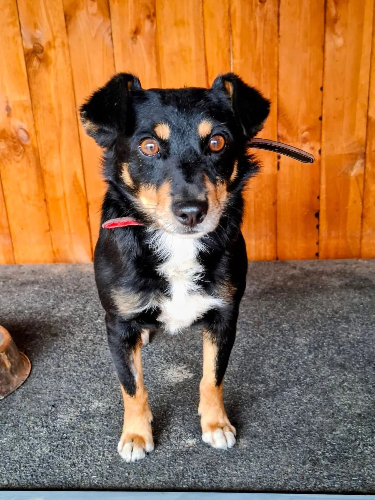 Bobik, male 3yo Mixed Breed for adoption at Schronisko dla Bezdomnych Zwierząt w Celestynowie, Celestynów