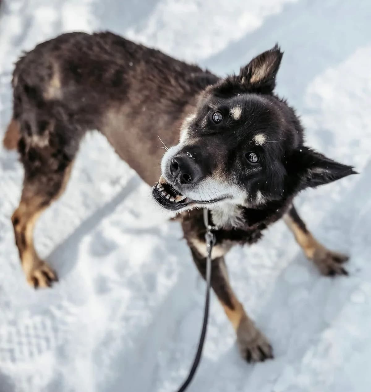Jaśminka, female senior Mixed Breed for adoption at Schronisko dla Bezdomnych Zwierząt w Celestynowie, Celestynów