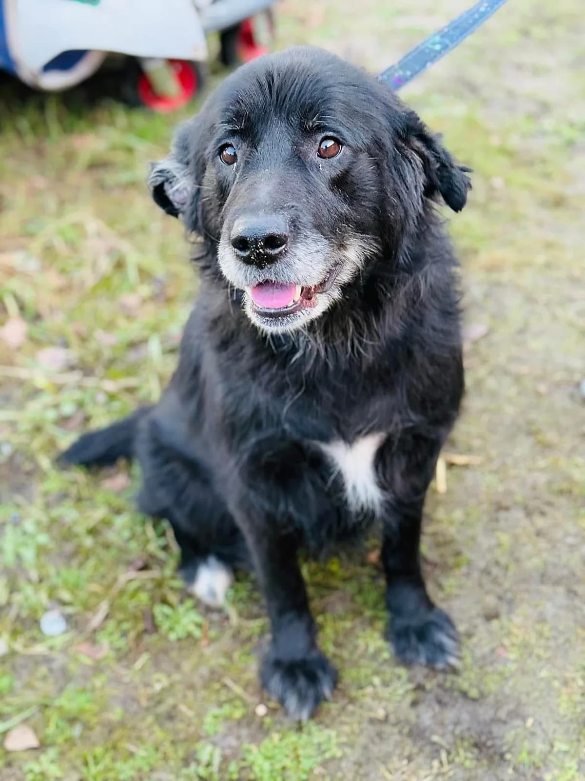 Petunia, trikolor female senior Mixed Breed for adoption at Schronisko dla Bezdomnych Zwierząt w Celestynowie, Celestynów