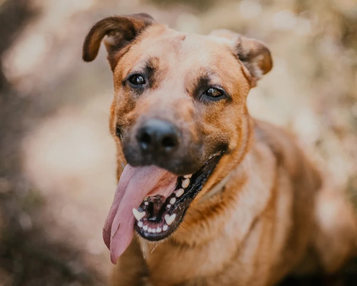 Scooby, male 3yo Mixed Breed for adoption at Schronisko dla Bezdomnych Zwierząt w Celestynowie, Celestynów