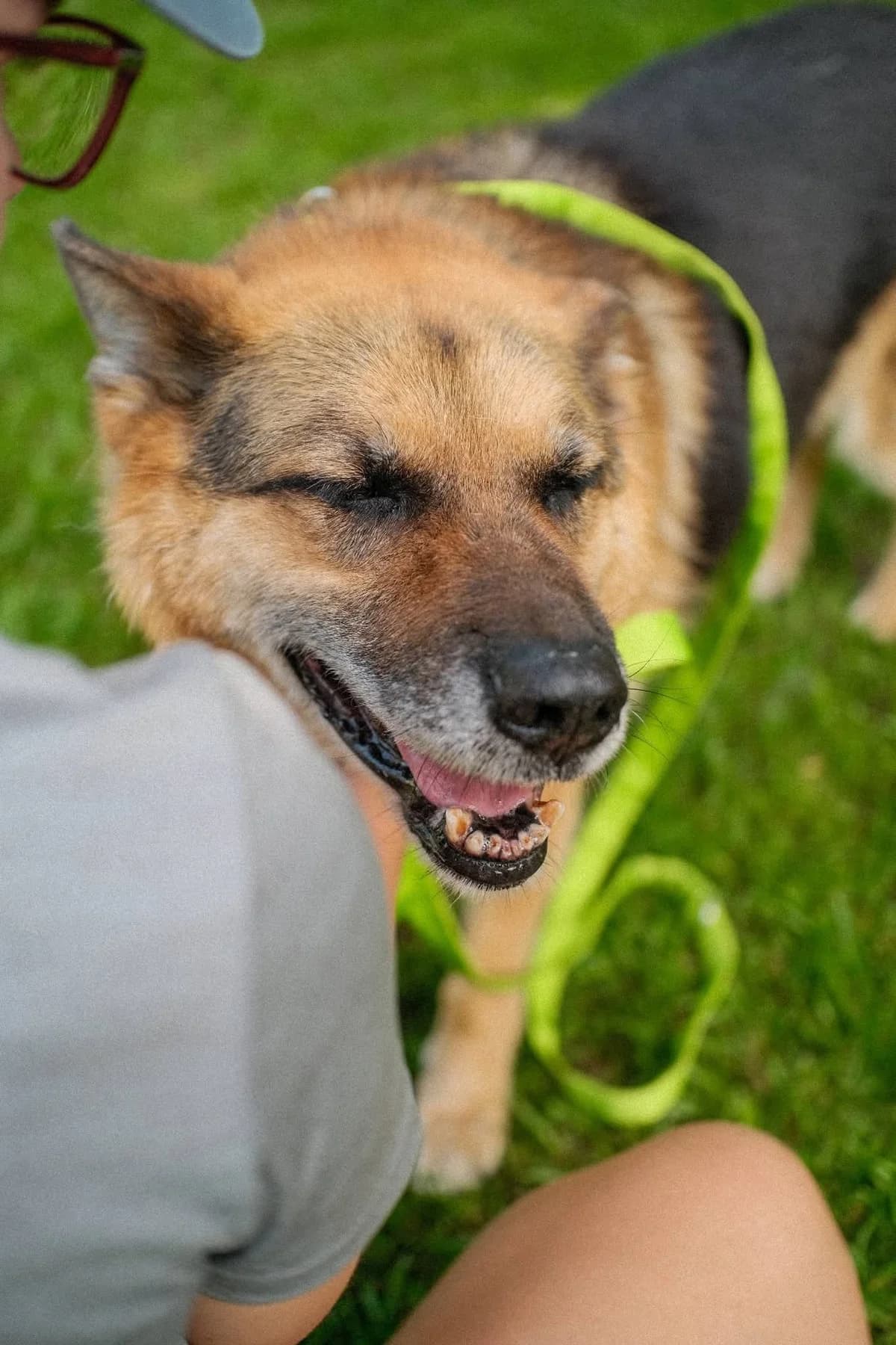 Everest, male senior Mixed Breed for adoption at Schronisko dla Bezdomnych Zwierząt w Celestynowie, Celestynów