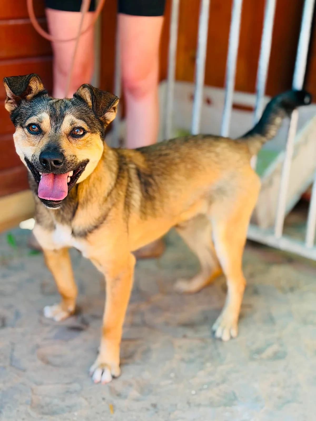 Elio, male 3yo Mixed Breed for adoption at Schronisko dla Bezdomnych Zwierząt w Celestynowie, Celestynów