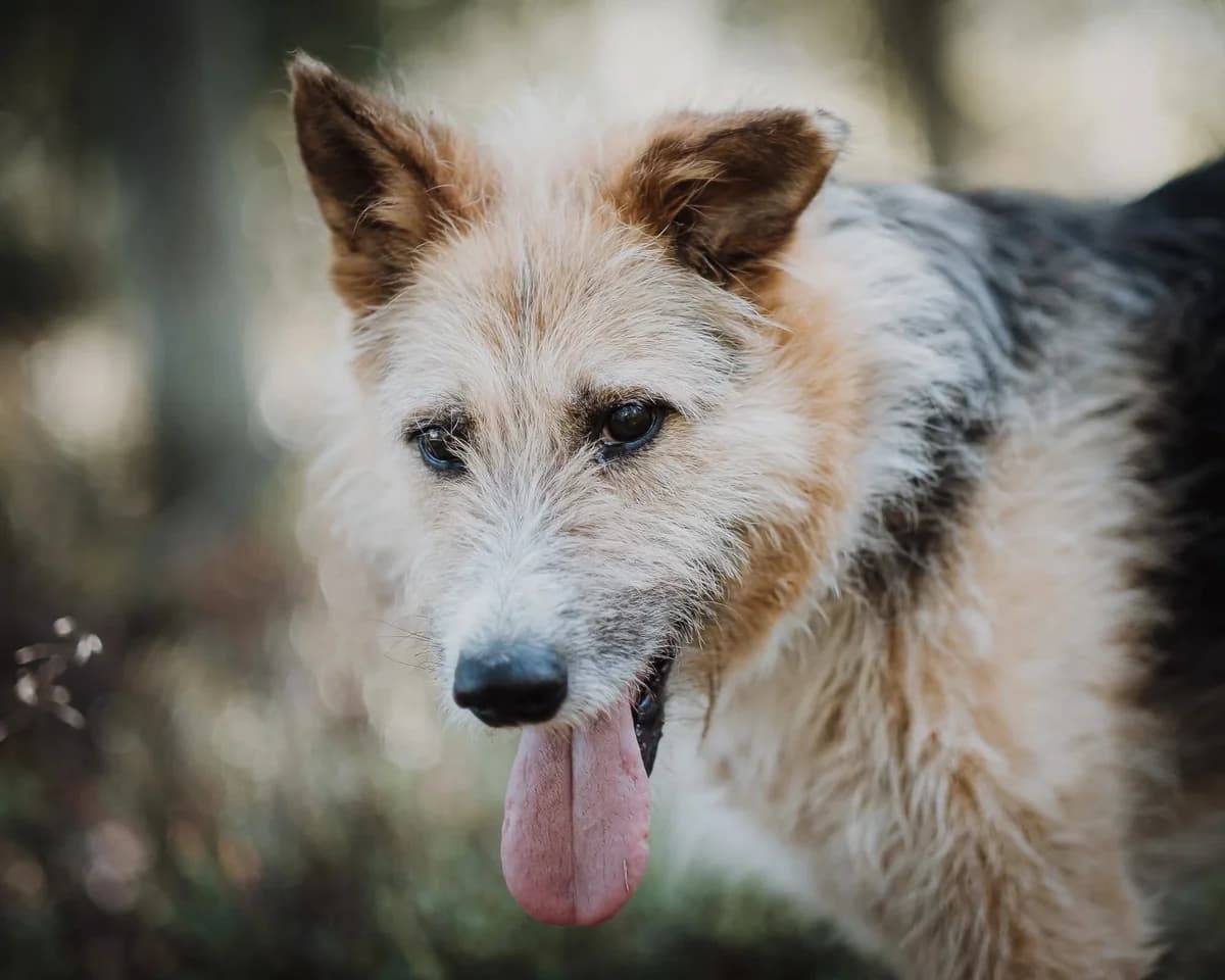 Tropikana, female senior Mixed Breed for adoption at Schronisko dla Bezdomnych Zwierząt w Celestynowie, Celestynów