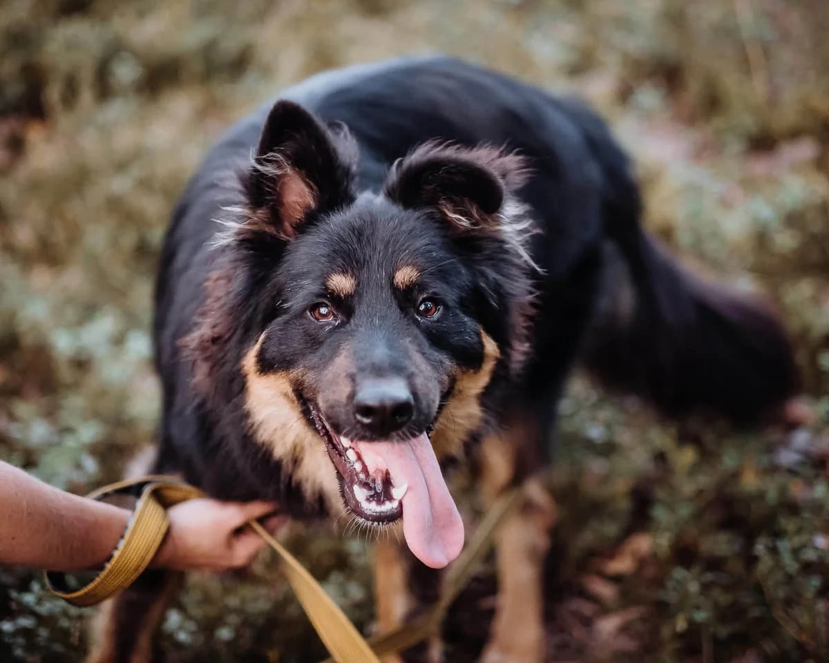 Bubiś, male Mixed Breed for adoption at Schronisko dla Bezdomnych Zwierząt w Celestynowie, Celestynów