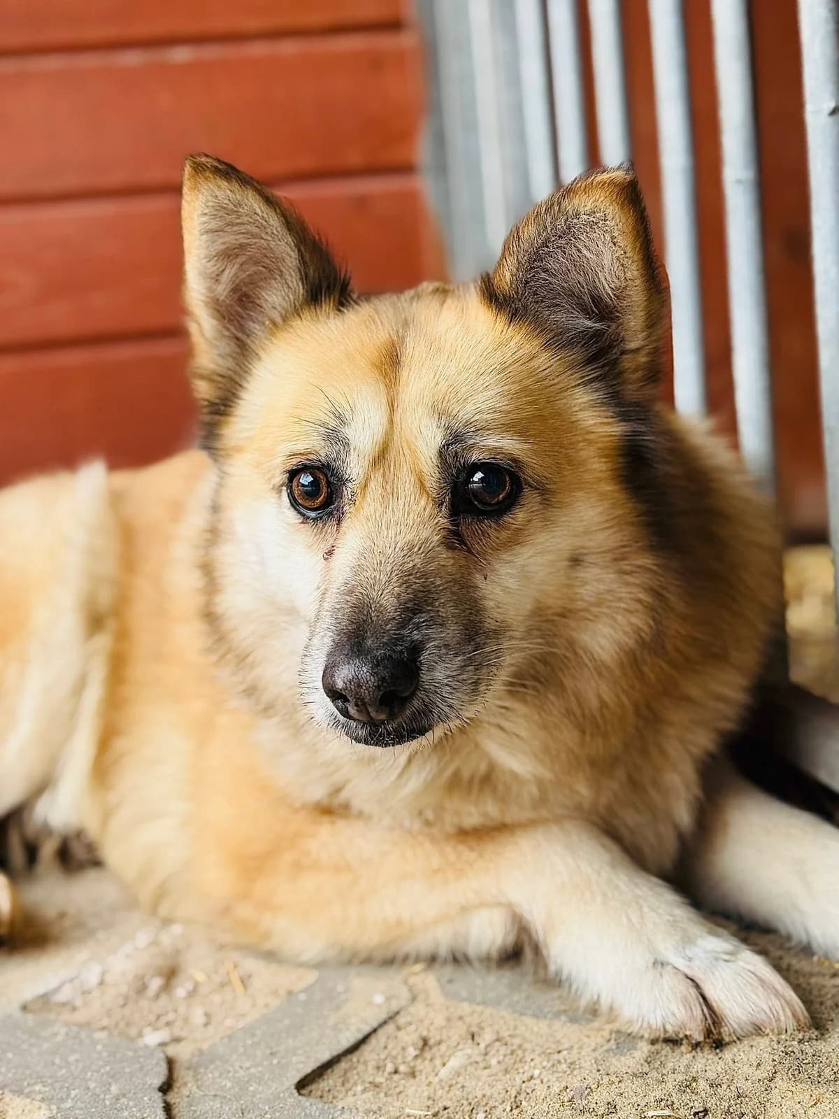 Etna, brązowana podpalana na jasno female senior Mixed Breed for adoption at Schronisko dla Bezdomnych Zwierząt w Celestynowie, Celestynów