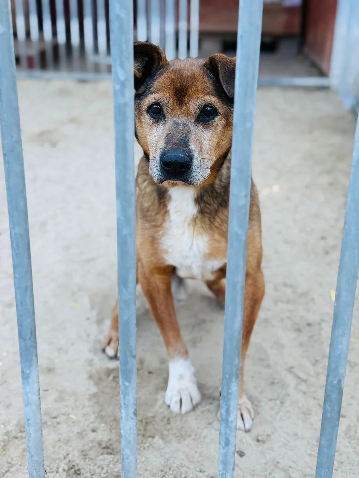 Plankton, male senior Mixed Breed for adoption at Schronisko dla Bezdomnych Zwierząt w Celestynowie, Celestynów